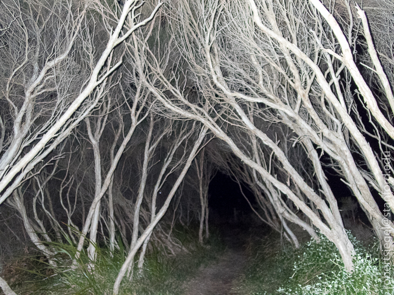enchanted tunnel